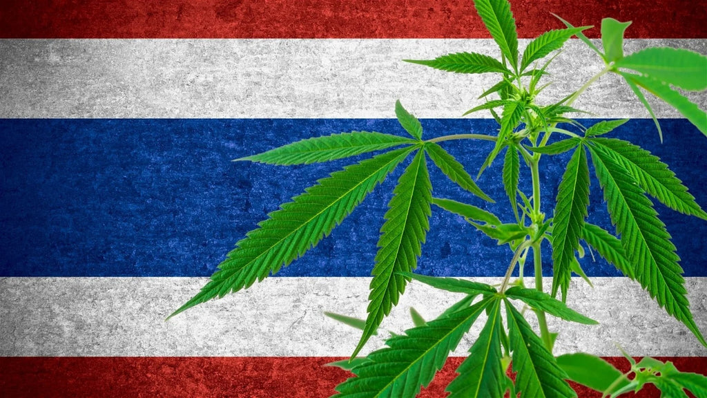 Tailandia y el Cannabis